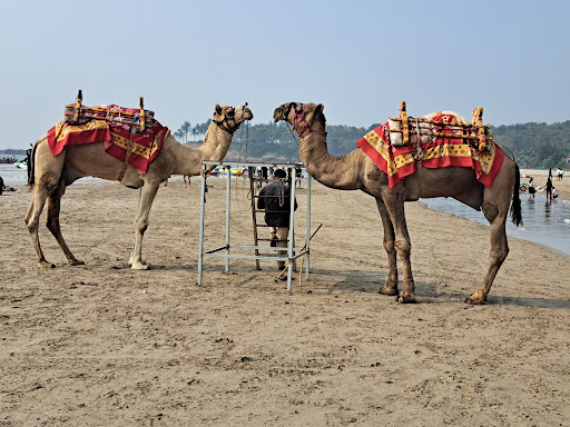 camel kashid beach